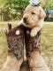 Labrador Retriever Puppies for sale in Vestaburg, MI 48891, USA. price: NA