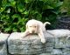 Labrador Retriever Puppies for sale in Warsaw, OH 43844, USA. price: $800