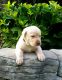 Labrador Retriever Puppies for sale in Warsaw, OH 43844, USA. price: NA