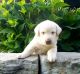 Labrador Retriever Puppies for sale in Warsaw, OH 43844, USA. price: NA