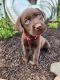 Labrador Retriever Puppies for sale in Cecil, OH 45821, USA. price: NA