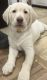 Labrador Retriever Puppies for sale in Ephrata, PA 17522, USA. price: $850