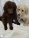 Labrador Retriever Puppies for sale in South Boston, VA 24592, USA. price: $600
