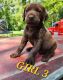Labrador Retriever Puppies for sale in Joliet, IL, USA. price: $1,000