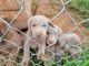 Labrador Retriever Puppies for sale in Hickory, NC 28601, USA. price: $450