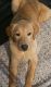 Labrador Retriever Puppies for sale in Bowie, MD 20716, USA. price: $600