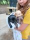 Labrador Retriever Puppies for sale in Defuniak Springs, FL, USA. price: $300