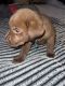Labrador Retriever Puppies for sale in Charlotte, NC 28277, USA. price: $800