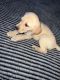 Labrador Retriever Puppies for sale in Charlotte, NC 28277, USA. price: $1,000