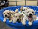 Labrador Retriever Puppies for sale in Liberty, SC 29657, USA. price: $900