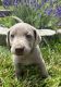 Labrador Retriever Puppies for sale in Richwood, OH 43344, USA. price: $700