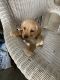 Labrador Retriever Puppies for sale in Greensboro, NC, USA. price: $500