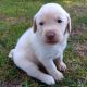 Labrador Retriever Puppies for sale in Centralia, IL 62801, USA. price: NA