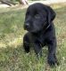 Labrador Retriever Puppies for sale in Fruitport Charter Twp, MI, USA. price: $1,000