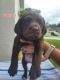 Labrador Retriever Puppies for sale in Alafaya, FL 32825, USA. price: NA