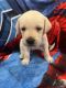 Labrador Retriever Puppies for sale in Uxbridge, MA, USA. price: NA
