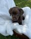 Labrador Retriever Puppies for sale in Midland, MI, USA. price: $500