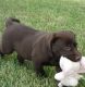 Labrador Retriever Puppies for sale in Asheville, NC 28801, USA. price: $600