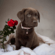 Labrador Retriever Puppies for sale in Atlanta, GA, USA. price: $2,900