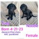 Labrador Retriever Puppies for sale in Prescott Valley, AZ 86314, USA. price: $750