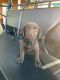 Labrador Retriever Puppies for sale in Bogata, TX 75417, USA. price: NA