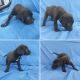 Labrador Retriever Puppies for sale in Homerville, GA 31634, USA. price: NA