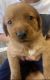 Labrador Retriever Puppies for sale in Orland Park, IL, USA. price: $500