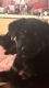 Labrador Retriever Puppies for sale in 3419 W 53rd Pl, Chicago, IL 60632, USA. price: $200