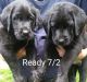 Labrador Retriever Puppies for sale in Eastford, CT, USA. price: NA