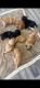 Labrador Retriever Puppies for sale in Orland Park, IL, USA. price: $400
