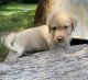 Labrador Retriever Puppies for sale in High Point, NC 27262, USA. price: $800