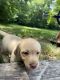 Labrador Retriever Puppies for sale in High Point, NC 27262, USA. price: $800