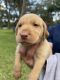 Labrador Retriever Puppies for sale in Bushnell, FL 33513, USA. price: NA