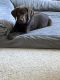 Labrador Retriever Puppies for sale in DeKalb, IL, USA. price: $750