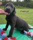 Labrador Retriever Puppies for sale in Clanton, AL, USA. price: $750
