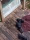 Labrador Retriever Puppies for sale in Hemphill, TX 75948, USA. price: NA