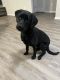 Labrador Retriever Puppies for sale in 5755 W Rayford Rd, Spring, TX 77389, USA. price: NA