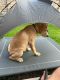 Labrador Retriever Puppies for sale in Keller, TX 76244, USA. price: NA