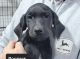 Labrador Retriever Puppies for sale in Beresford, SD 57004, USA. price: $300