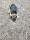 Labrador Retriever Puppies for sale in Millsap, TX 76066, USA. price: NA