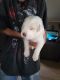 Labrador Retriever Puppies for sale in Carbon Hill, AL 35549, USA. price: NA