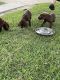 Labrador Retriever Puppies for sale in Pasadena, TX 77505, USA. price: $700