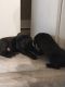 Labrador Retriever Puppies for sale in 10602 Edgewood Dr, Bastrop, LA 71220, USA. price: $400