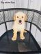 Labrador Retriever Puppies for sale in Elizabeth, IN 47117, USA. price: $500
