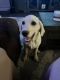 Labrador Retriever Puppies for sale in Apple Valley, CA 92307, USA. price: $800