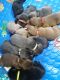 Labrador Retriever Puppies for sale in Ault, CO 80610, USA. price: NA