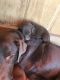 Labrador Retriever Puppies for sale in Aragon, GA, USA. price: $800