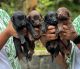 Labrador Retriever Puppies for sale in Perintalmanna, Kerala, India. price: 9000 INR
