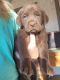 Labrador Retriever Puppies for sale in Apple Valley, CA, USA. price: $1,000