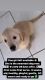 Labrador Retriever Puppies for sale in San Fernando, CA 91344, USA. price: NA